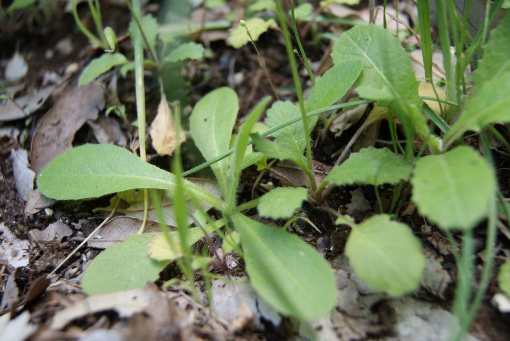 fiorellini gialli - cfr. Biscutella didyma